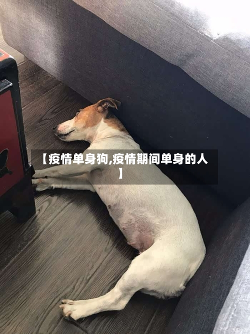 【疫情单身狗,疫情期间单身的人】